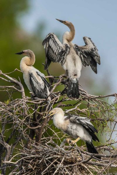 FL, Green Cay, Three anhinga chicks at nest